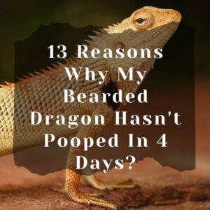 My Bearded Dragon Hasn't Pooped In A Week: 13 Reasons Why