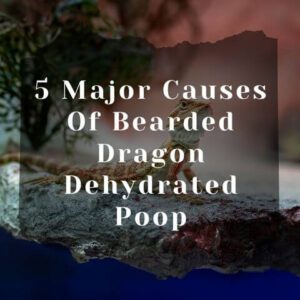 Dehydrated Bearded Dragon Poop: 7 Signs, 5 Causes & Treatment