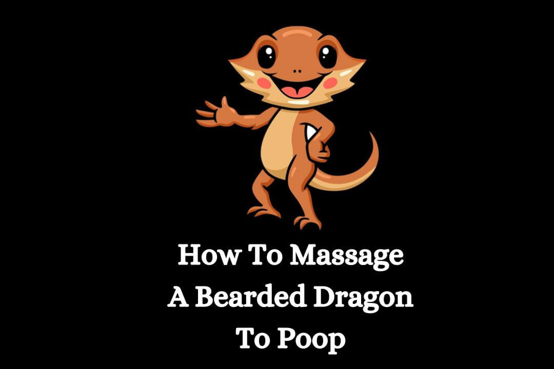 How to Massage Bearded Dragon to Poop?