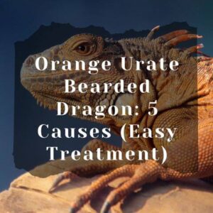 Orange Urate Bearded Dragon: 5 Causes (Easy Treatment)
