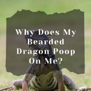 Why Does My Bearded Dragon Poop On Me? (9 Meanings/Reasons)