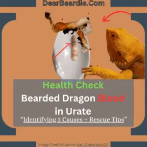 Bearded Dragon Blood in Urate