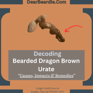 Bearded Dragon Brown Urate