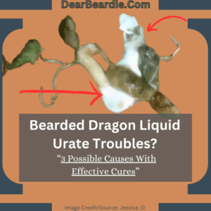 Bearded Dragon Liquid Urate