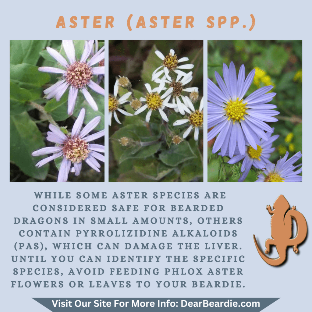 Aster is edible flowers for bearded dragons, Aster spp is not only safe flowers for bearded dragons but also looks apppealing, with this flowers safe for bearded dragons you'll not go wrong.
