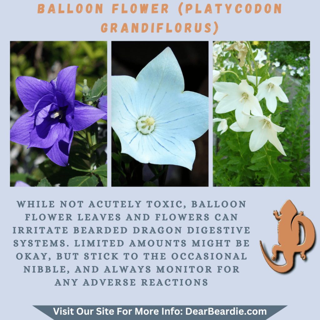 Balloon Flower is edible flowers for bearded dragons, Platycodon Grandiflorus is not only safe flowers for bearded dragons but also looks apppealing, with this flowers safe for bearded dragons yo