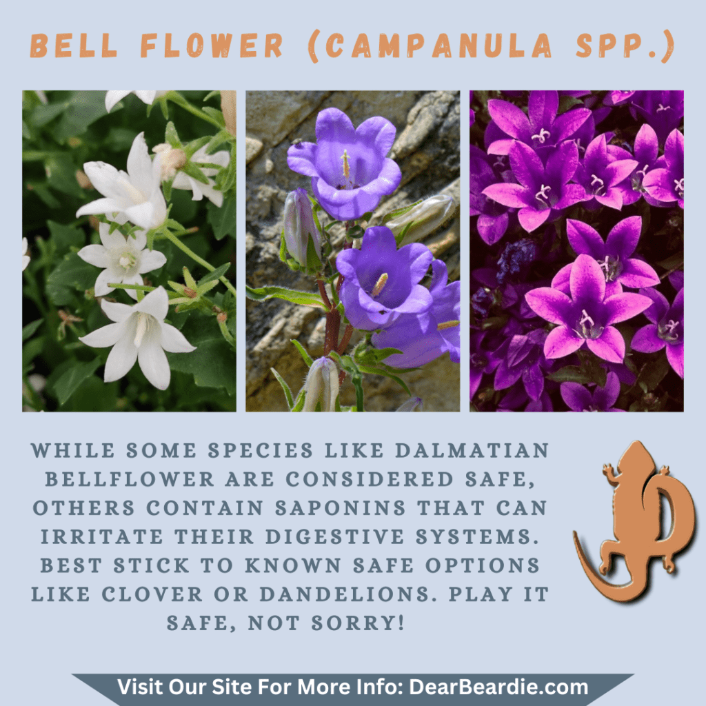 Bell Flower is edible flowers for bearded dragons, Campanula spp is not only safe flowers for bearded dragons but also looks apppealing, with this flowers safe for bearded dragons you'll not go w