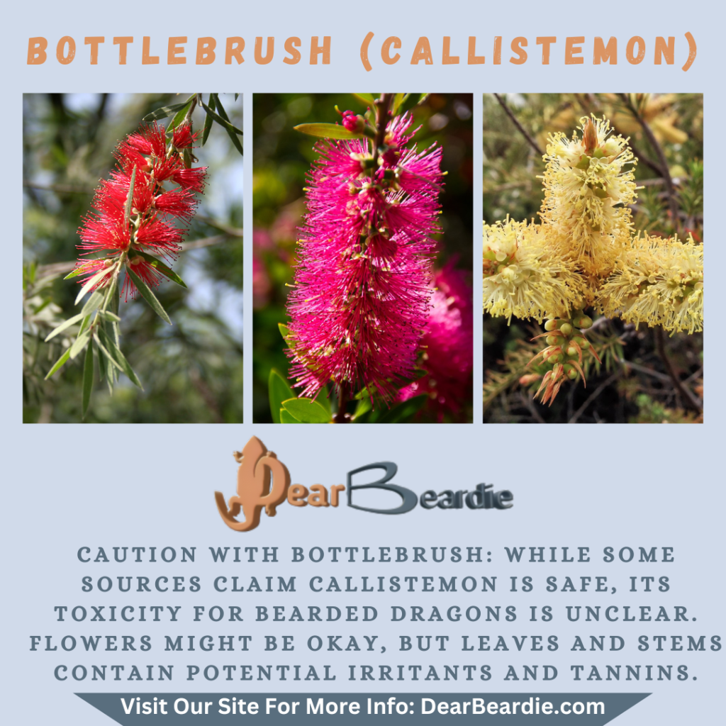 Bottlebrush is edible flowers for bearded dragons Callistemon is not only safe flowers for bearded dragons but also looks apppealing with this flowers safe for bearded dragons youll not go wrong