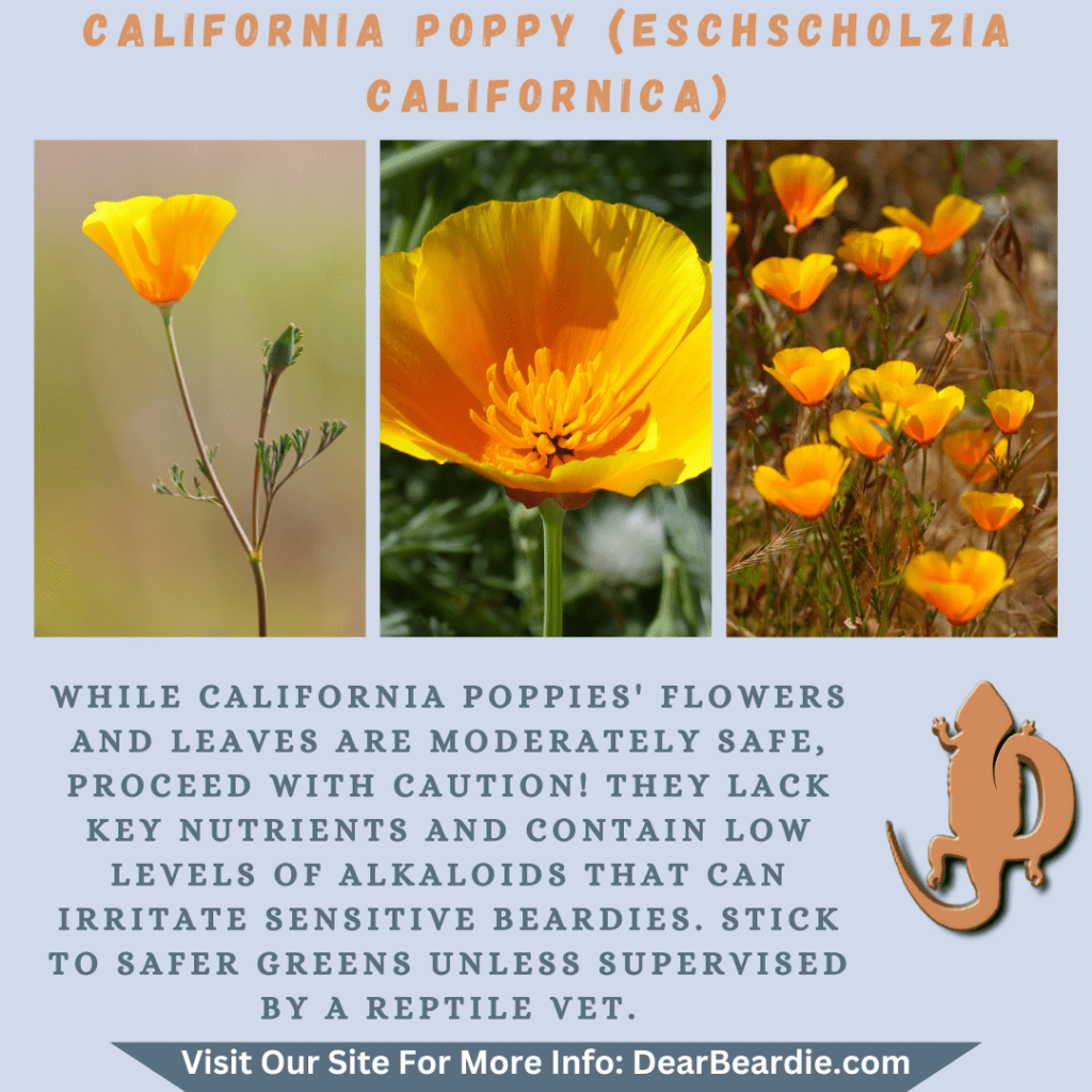 California Poppy is edible flowers for bearded dragons, Eschscholzia Californica is not only safe flowers for bearded dragons but also looks apppealing, with this flowers safe for bearded dragons