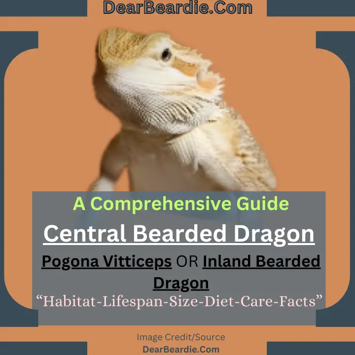 Central Bearded Dragon ‘Inland bearded dragon’ (Vitticeps)