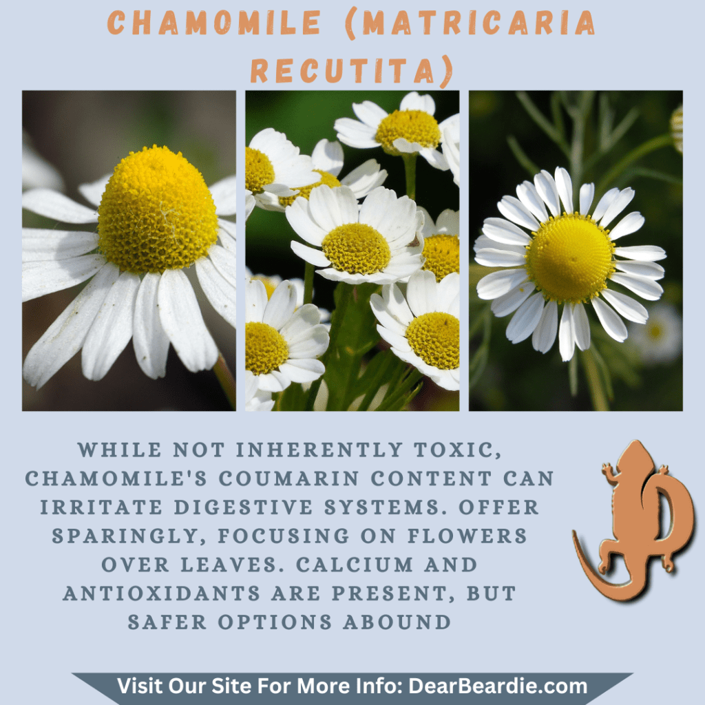 Chamomile is edible flowers for bearded dragons, Matricaria Recutita is not only safe flowers for bearded dragons but also looks apppealing, with this flowers safe for bearded dragons