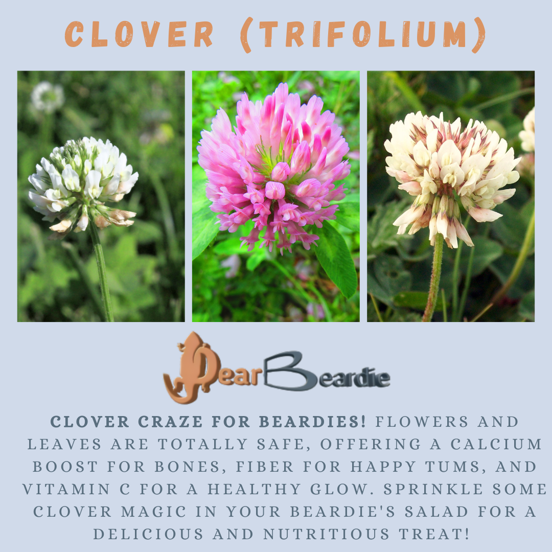 Clover is edible flowers for bearded dragons, Trifolium is not only safe flowers for bearded dragons but also looks apppealing with this, flowers safe for bearded dragons you'll not go wrong