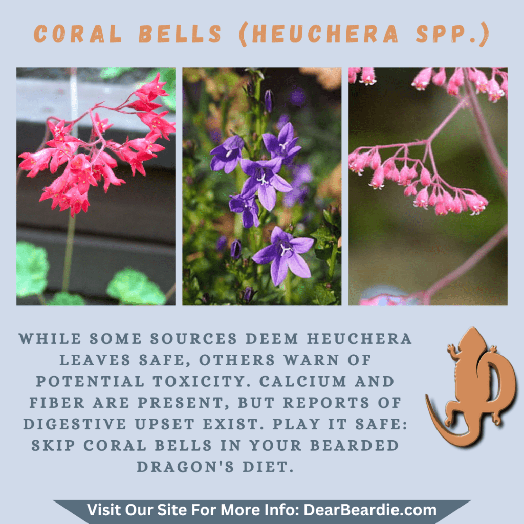 Coral Bells is edible flowers for bearded dragons, Heuchera spp is not only safe flowers for bearded dragons but also looks apppealing, with this flowers safe for bearded dragons
