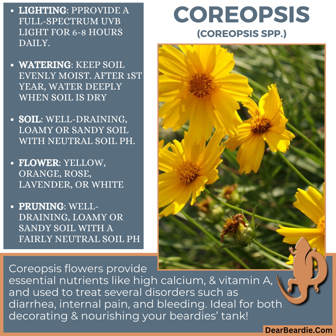 Coreopsis for bearded dragon flowers edible flowers for bearded dragons include Coreopsis spp flowers safe for bearded dragons, safe flowers for Bearded Dragons, what flowers are safe for bearded dragons to eat