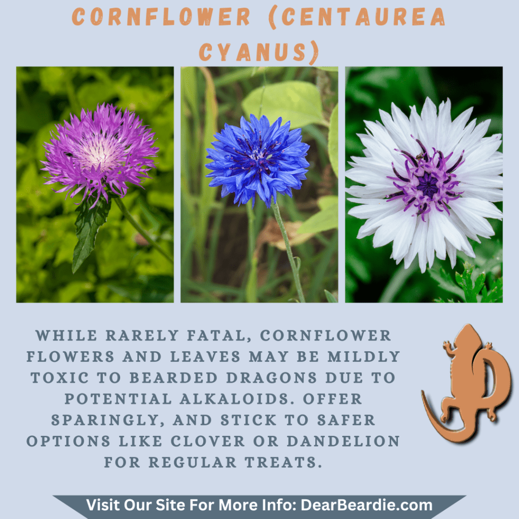 Cornflower is edible flowers for bearded dragons, Centaurea Cyanus is not only safe flowers for bearded dragons but also looks apppealing, with this flowers safe for bearded dragons