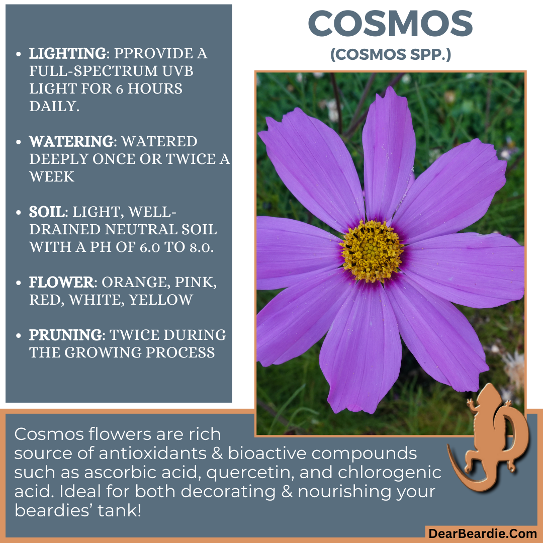 Cosmos for bearded dragon flowers edible flowers for bearded dragons include Cosmos spp flowers safe for bearded dragons, safe flowers for Bearded Dragons, what flowers are safe for bearded dragons to eat