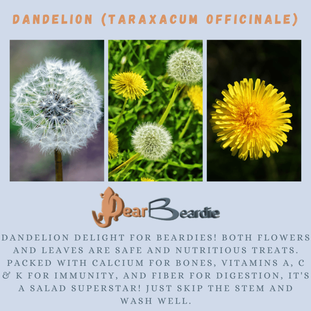 Dandelion is edible flowers for bearded dragons, Taraxacum Officinale is not only safe flowers for bearded dragons but also looks apppealing, with this flowers safe for bearded dragons youll not 1