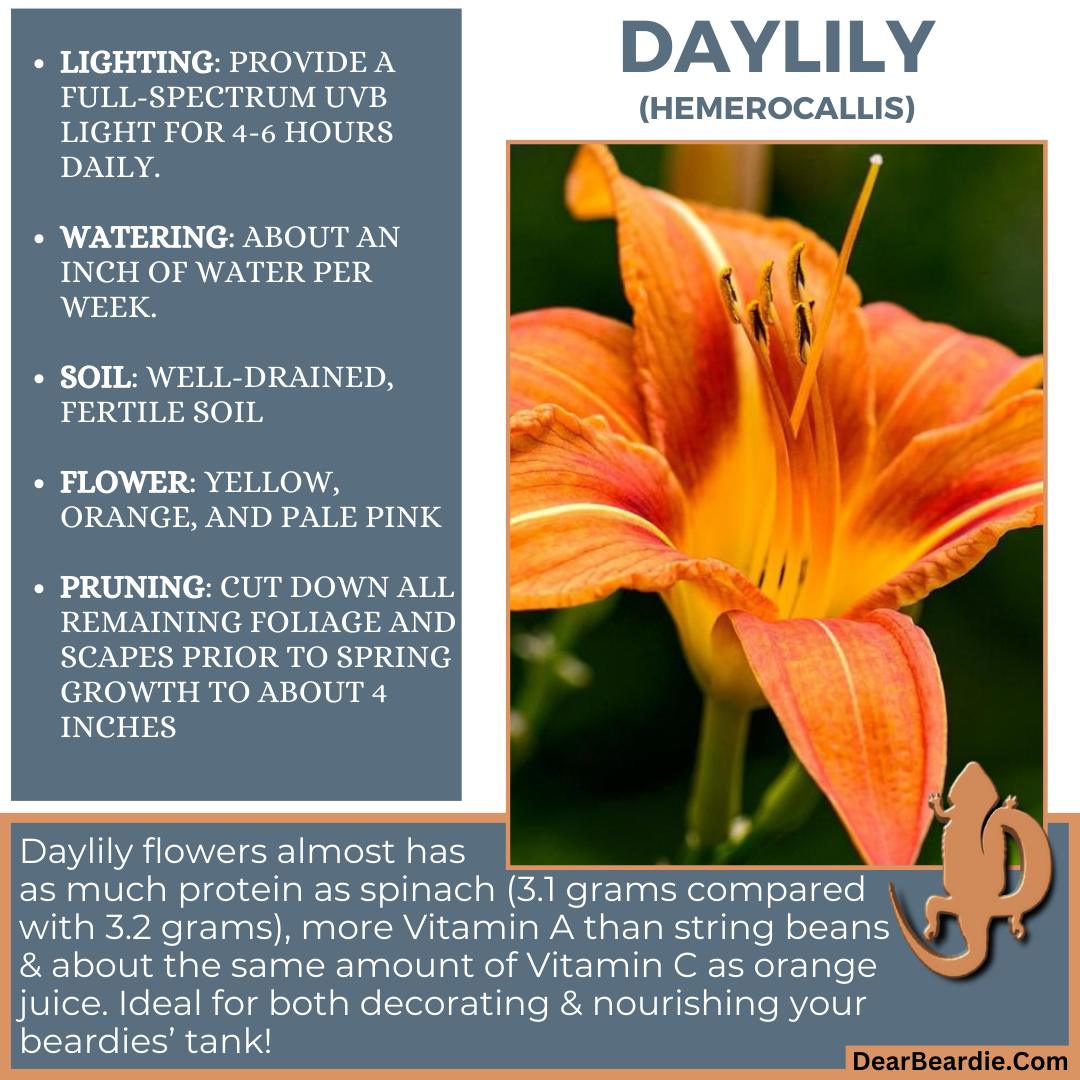 Daylily for bearded dragon flowers edible flowers for bearded dragons include Hemerocallis flowers safe for bearded dragons, safe flowers for Bearded Dragons, what flowers are safe for bearded dragons to eat