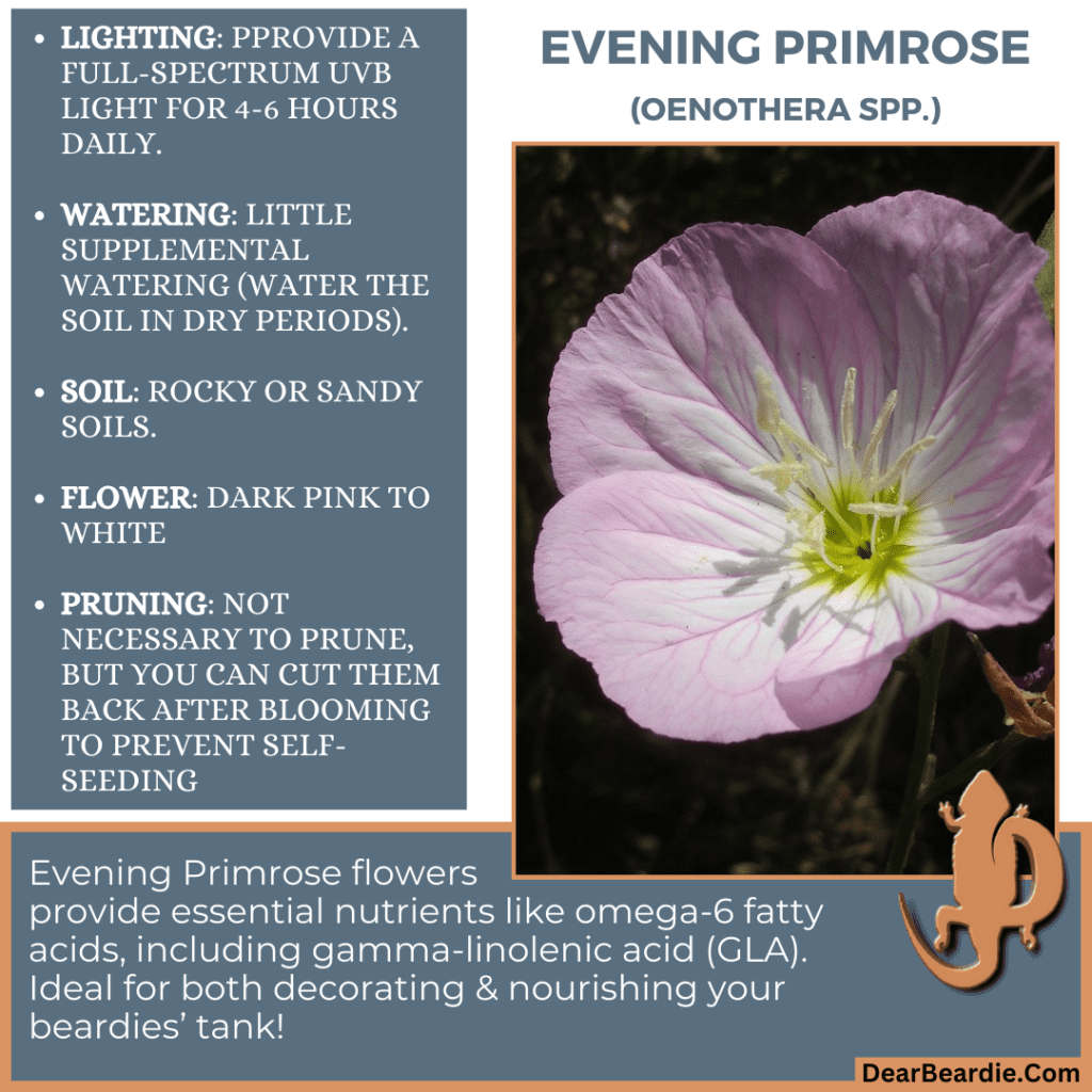Evening Primrose for bearded dragon flowers edible flowers for bearded dragons include Oenothera spp flowers safe for bearded dragons, safe flowers for Bearded Dragons, what flowers are safe for bearded dragons to eat