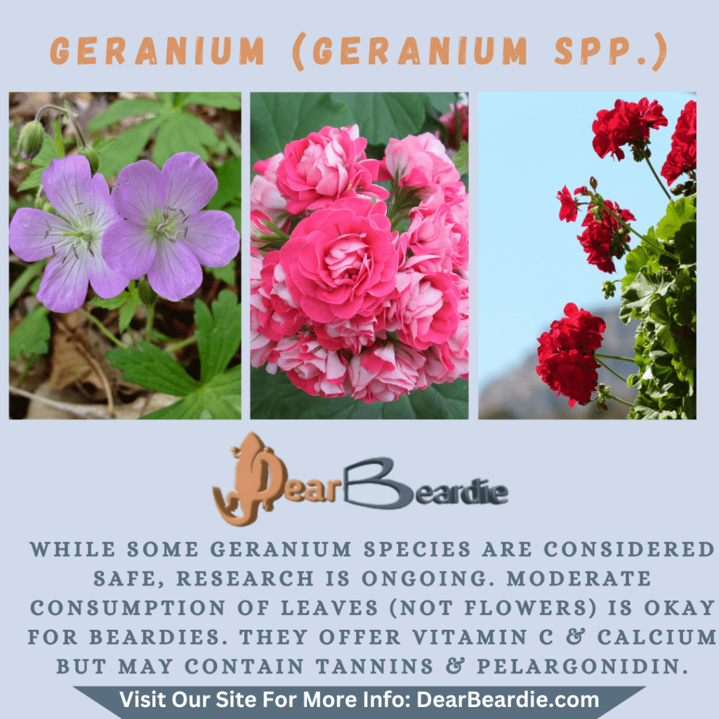 Geranium is edible flowers for bearded dragons, Geranium spp is not only safe flowers for bearded dragons but also looks apppealing, with this flowers safe for bearded dragons you'll not go wrong