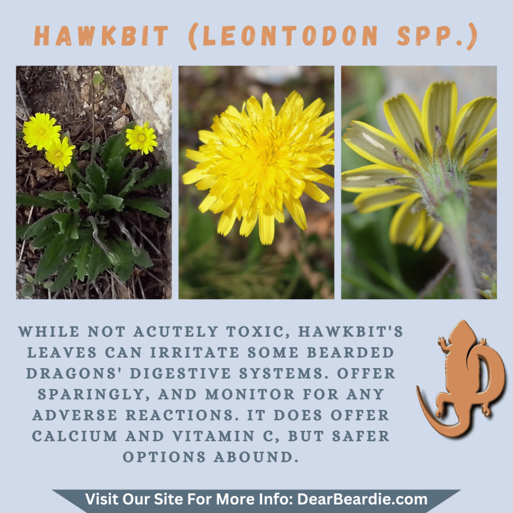 Hawkbit is edible flowers for bearded dragons, Leontodon spp is not only safe flowers for bearded dragons but also looks apppealing, with this flowers safe for bearded dragons you'll not go wrong
