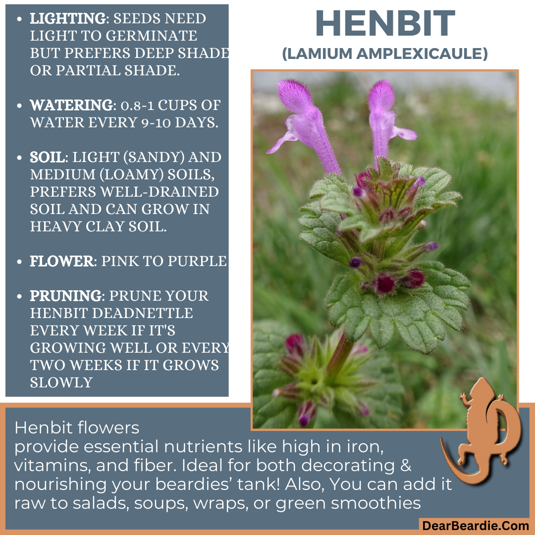 Henbit for bearded dragon flowers edible flowers for bearded dragons include Lamium Amplexicaule flowers safe for bearded dragons, safe flowers for Bearded Dragons, what flowers are safe for bearded dragons to eat