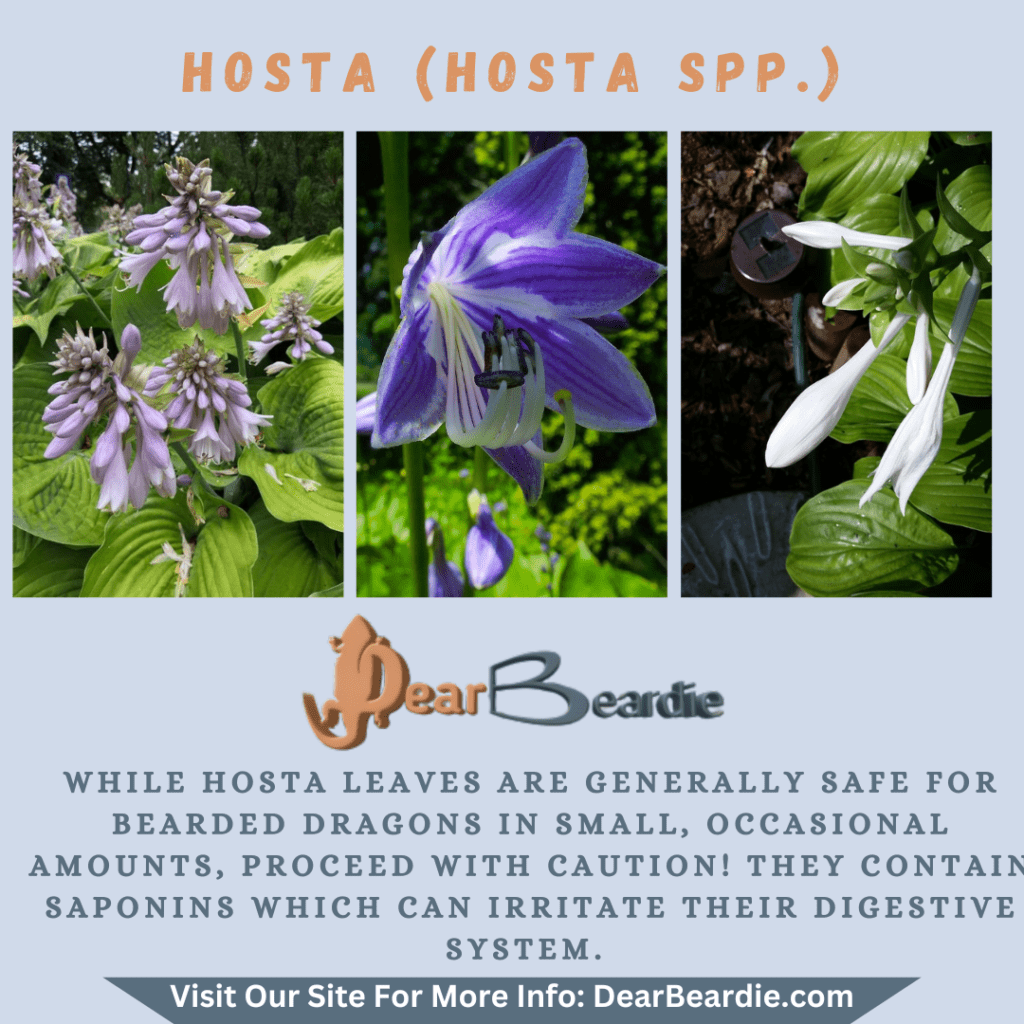 Hosta is edible flowers for bearded dragons, Hosta spp is not only safe flowers for bearded dragons but also looks apppealing, with this flowers safe for bearded dragons you'll not go wrong