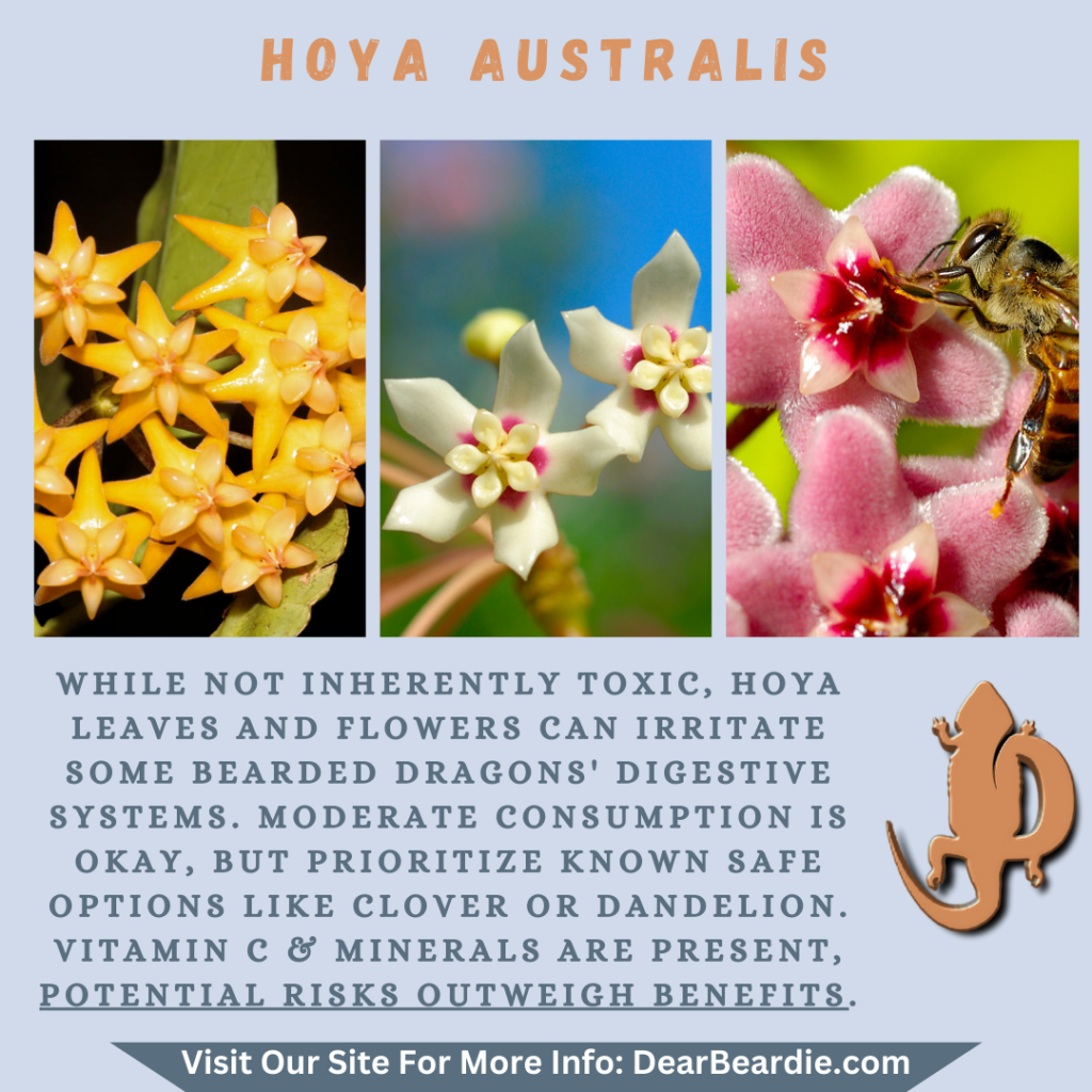 Hoya Australis is edible flowers for bearded dragons, Hoya Australis is not only safe flowers for bearded dragons but also looks apppealing, with this flowers safe for bearded dragons you'll not