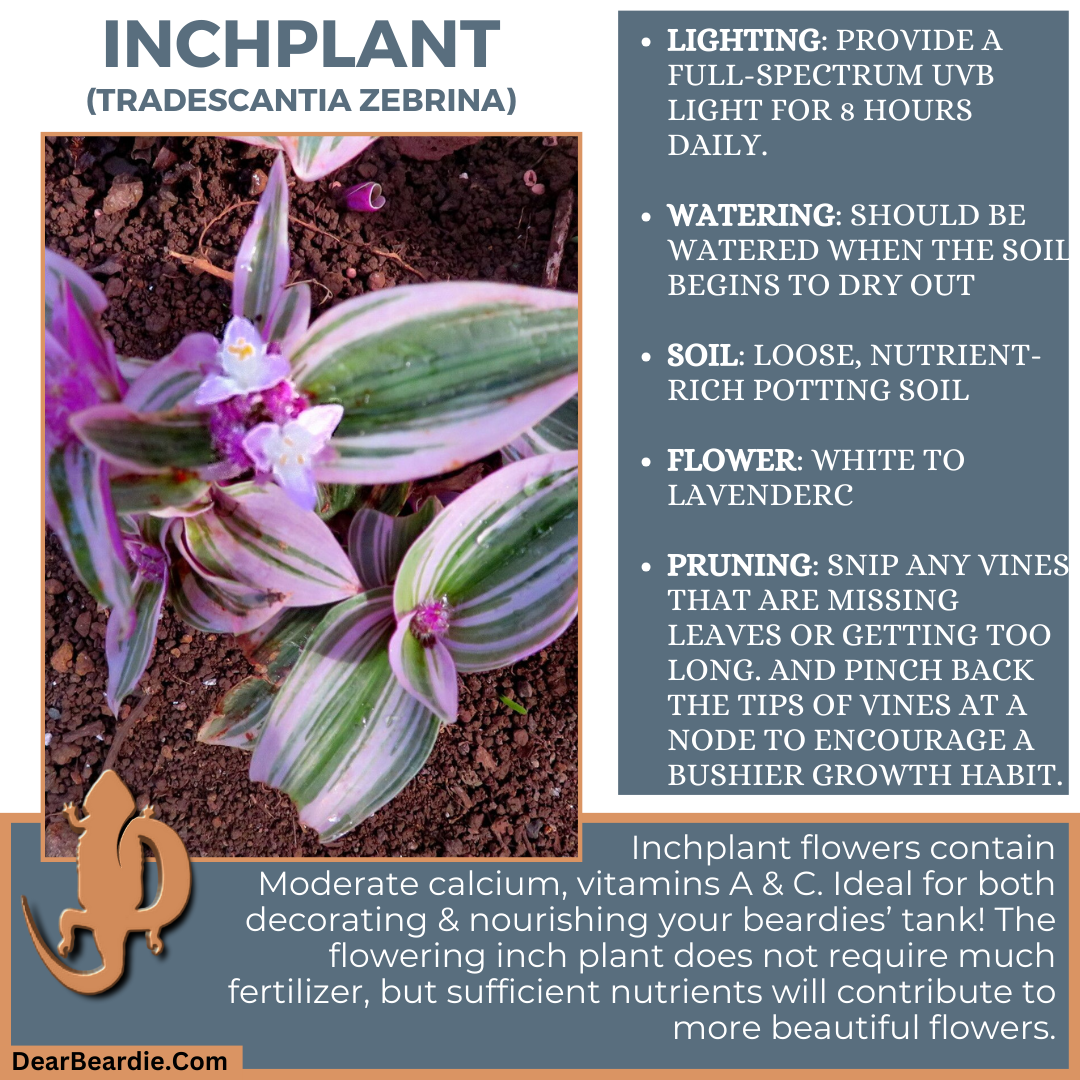 Inchplant for bearded dragon flowers edible flowers for bearded dragons include Tradescantia Zebrina flowers safe for bearded dragons, safe flowers for Bearded Dragons, what flowers are safe for bearded dragons to eat