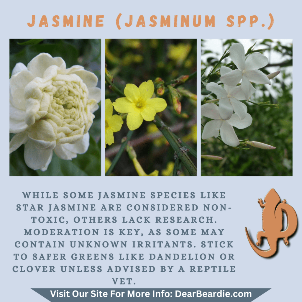 Jasmine is edible flowers for bearded dragons, Jasminum spp is not only safe flowers for bearded dragons but also looks apppealing, with this flowers safe for bearded dragons