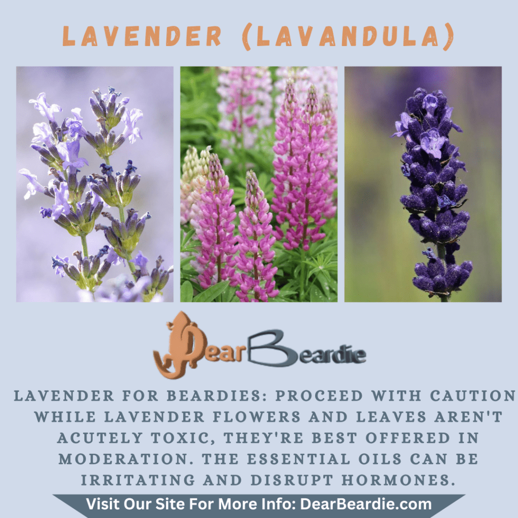 Lavender is edible flowers for bearded dragons Lavandula is not only safe flowers for bearded dragons but also looks apppealing with this flowers safe for bearded dragons youll not go wrong