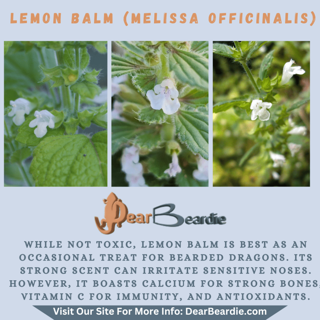Lemon Balm is edible flowers for bearded dragons, Melissa Officinalis is not only safe flowers for bearded dragons but also looks apppealing, with this flowers safe for bearded dragons you'll not go wrong.