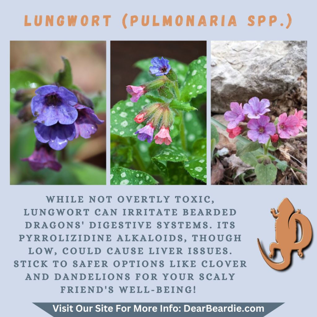 Lungwort is edible flowers for bearded dragons, Pulmonaria spp is not only safe flowers for bearded dragons but also looks apppealing, with this flowers safe for bearded dragons