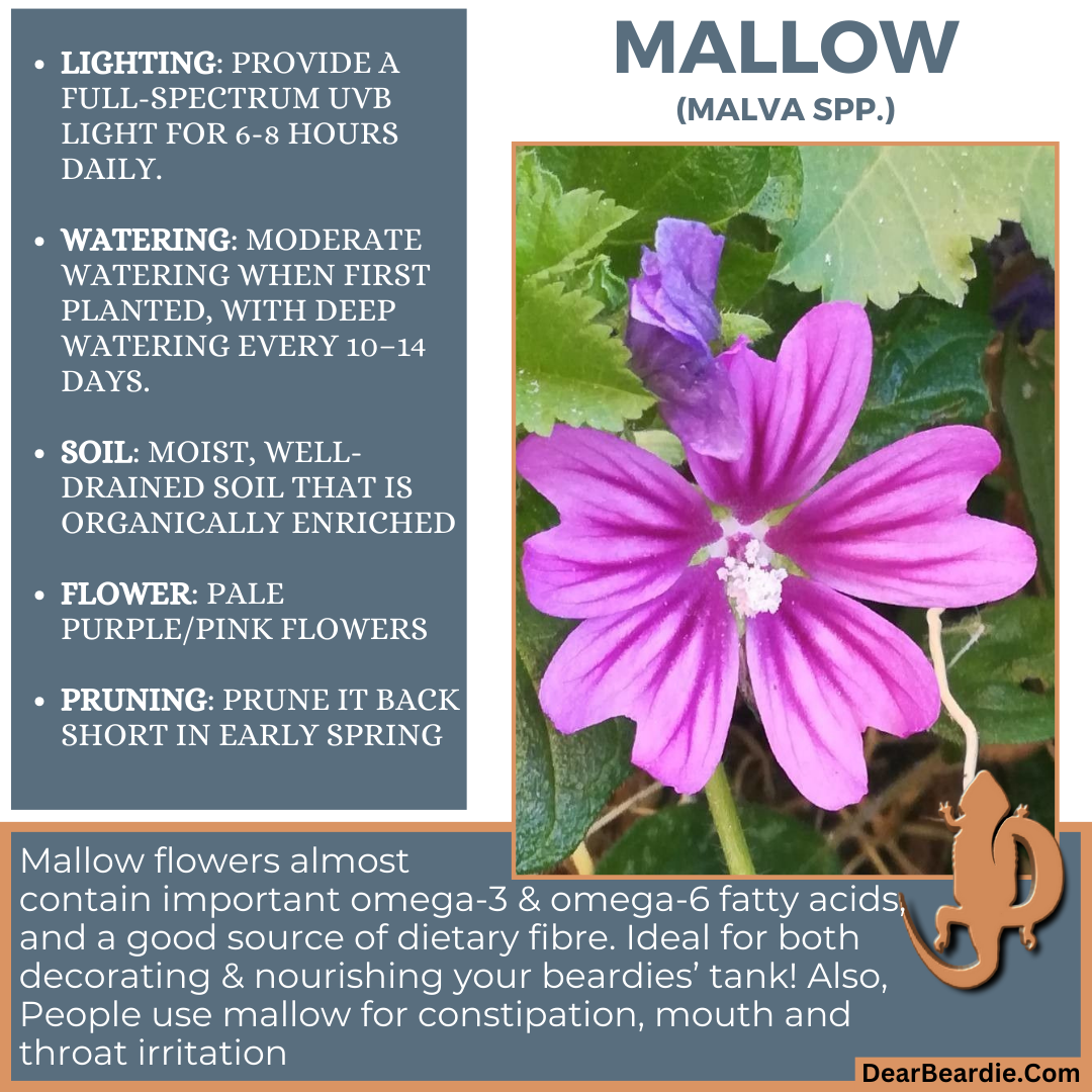 Mallow for bearded dragon flowers, edible flowers for bearded dragons include Malva spp flowers safe for bearded dragons, safe flowers for Bearded Dragons, what flowers are safe for bearded dragons to eat