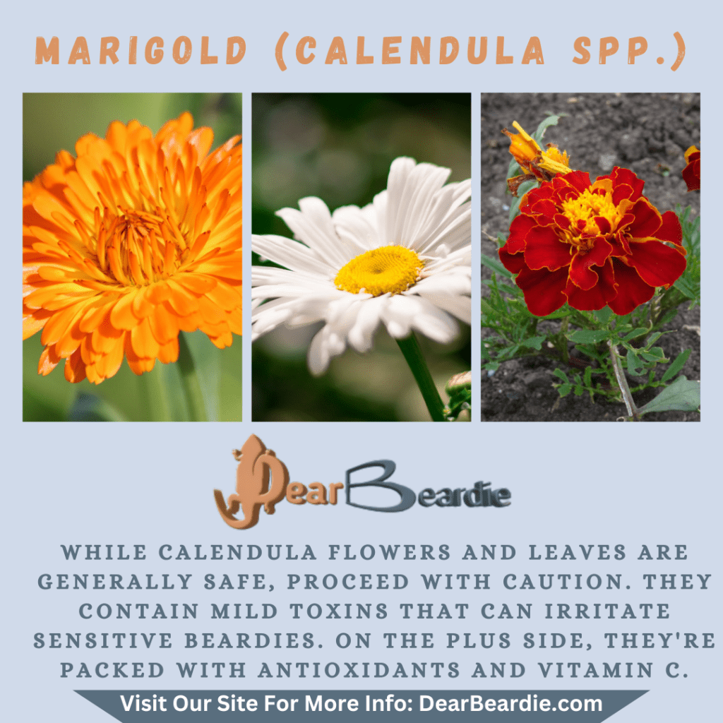 Marigold is edible flowers for bearded dragons, Calendula spp is not only safe flowers for bearded dragons but also looks apppealing with this flowers safe for bearded dragons youll not go wrong