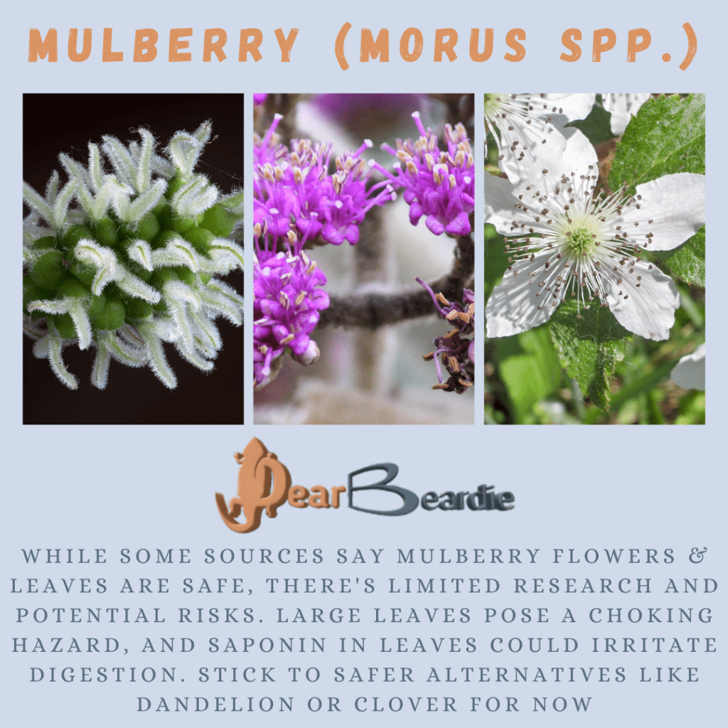 Mulberry is edible flowers for bearded dragons, Morus Spp is not only safe flowers for bearded dragons but also looks apppealing, with this flowers safe for bearded dragons you'll not go wrong