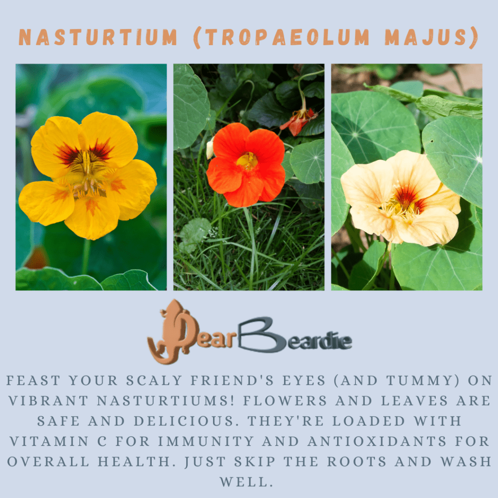 Nasturtium is edible flowers for bearded dragons, Tropaeolum Majus is not only safe flowers for bearded dragons but also looks apppealing, with this flowers safe for bearded dragons you'll not go