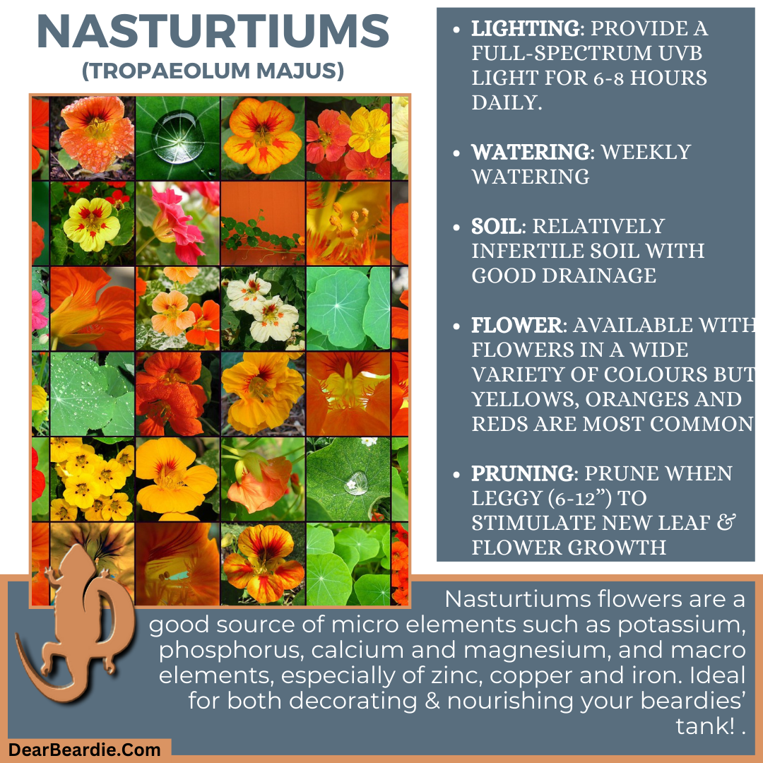 Nasturtiums for bearded dragon flowers, edible flowers for bearded dragons include Tropaeolum Majus flowers safe for bearded dragons, safe flowers for Bearded Dragons, what flowers are safe for bearded dragons to eat