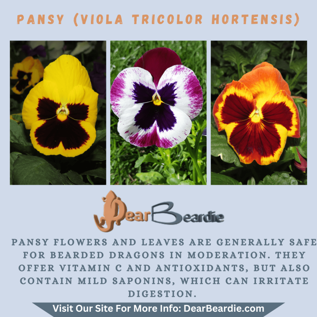 Pansy is edible flowers for bearded dragons, Viola Tricolor Hortensis is not only safe flowers for bearded dragons but also looks apppealing, with this flowers safe for bearded dragons you'll not