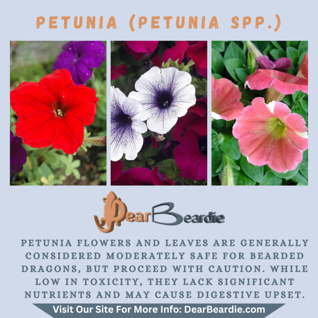 Petunia is edible flowers for bearded dragons Petunia spp is not only safe flowers for bearded dragons but also looks apppealing with this flowers safe for bearded dragons youll not go wrong.
