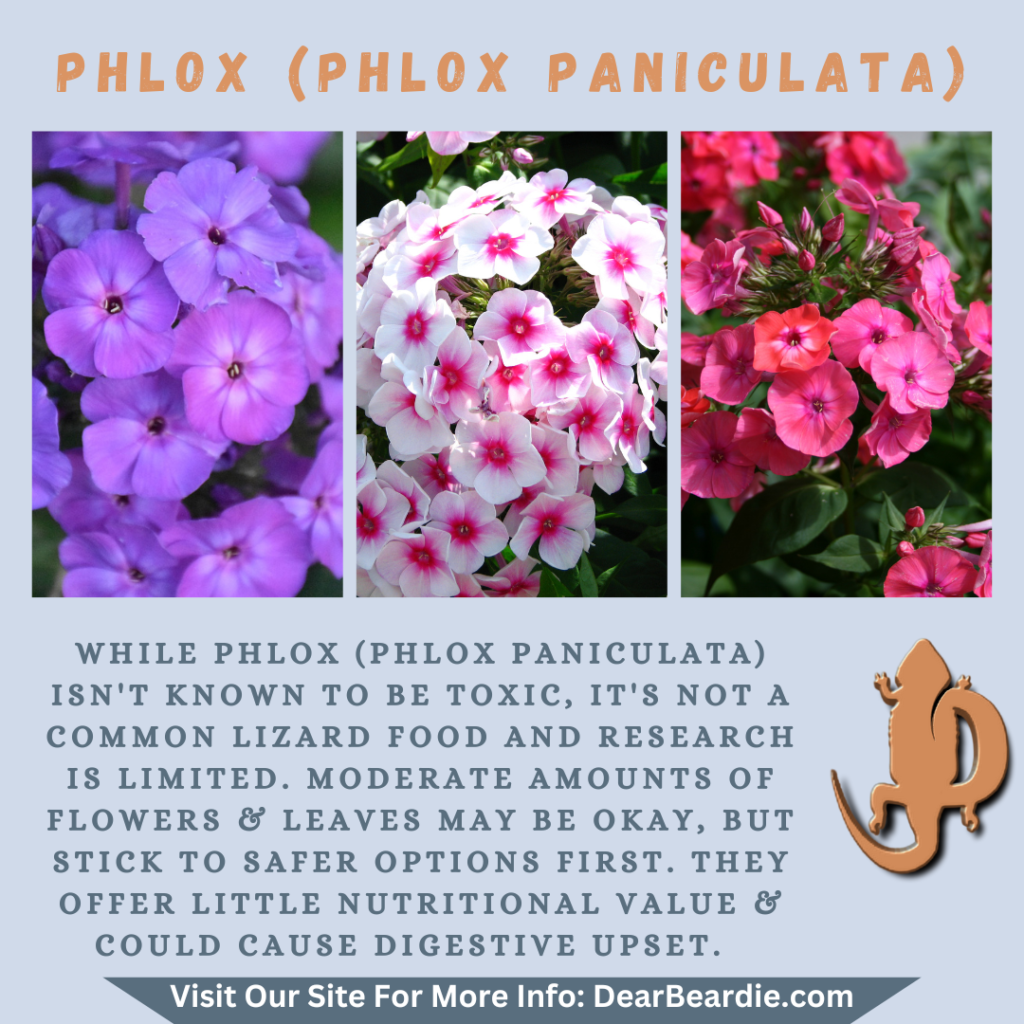 Phlox is edible flowers for bearded dragons, Phlox Paniculata is not only safe flowers for bearded dragons but also looks apppealing, with this flowers safe for bearded dragons