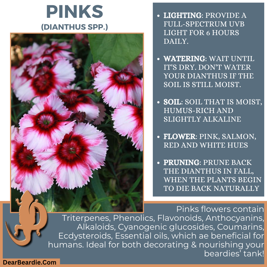 Pinks for bearded dragon flowers edible flowers for bearded dragons include Dianthus spp flowers safe for bearded dragons, safe flowers for Bearded Dragons, what flowers are safe for bearded dragons to eat