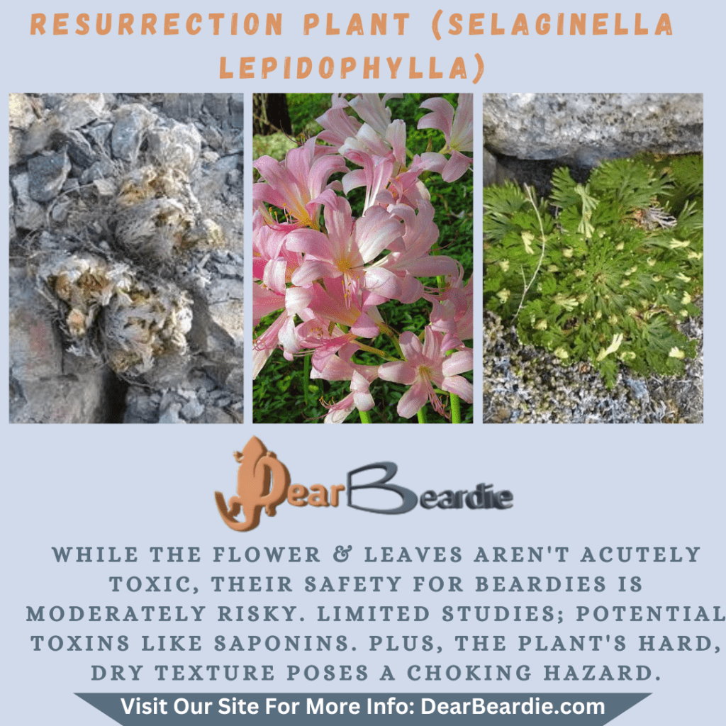Resurrection Plant is edible flowers for bearded dragons, Selaginella Lepidophylla is not only safe flowers for bearded dragons but also looks apppealing, with this flowers safe for bearded dragon