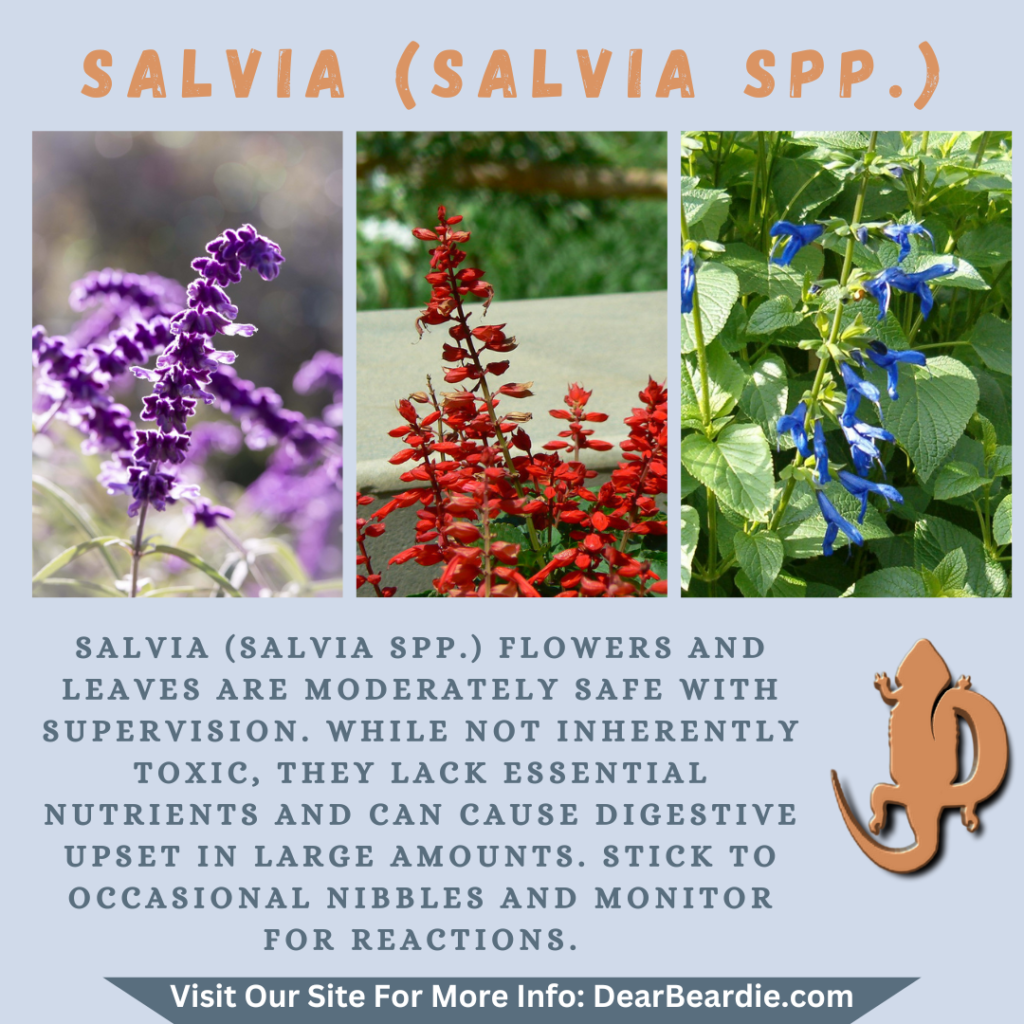 Salvia is edible flowers for bearded dragons, Salvia spp is not only safe flowers for bearded dragons but also looks apppealing, with this flowers safe for bearded dragons