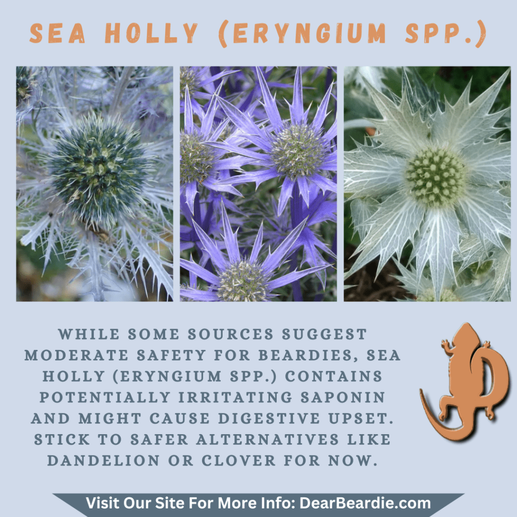 Sea Holly is edible flowers for bearded dragons, Eryngium spp is not only safe flowers for bearded dragons but also looks apppealing, with this flowers safe for bearded dragons you'll not go wron