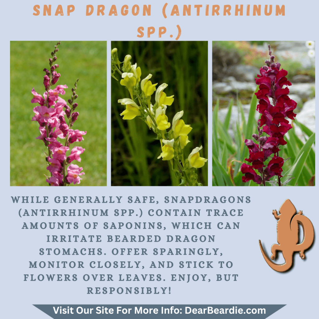 Snap Dragon is edible flowers for bearded dragons, Antirrhinum spp is not only safe flowers for bearded dragons but also looks apppealing, with this flowers safe for bearded dragons