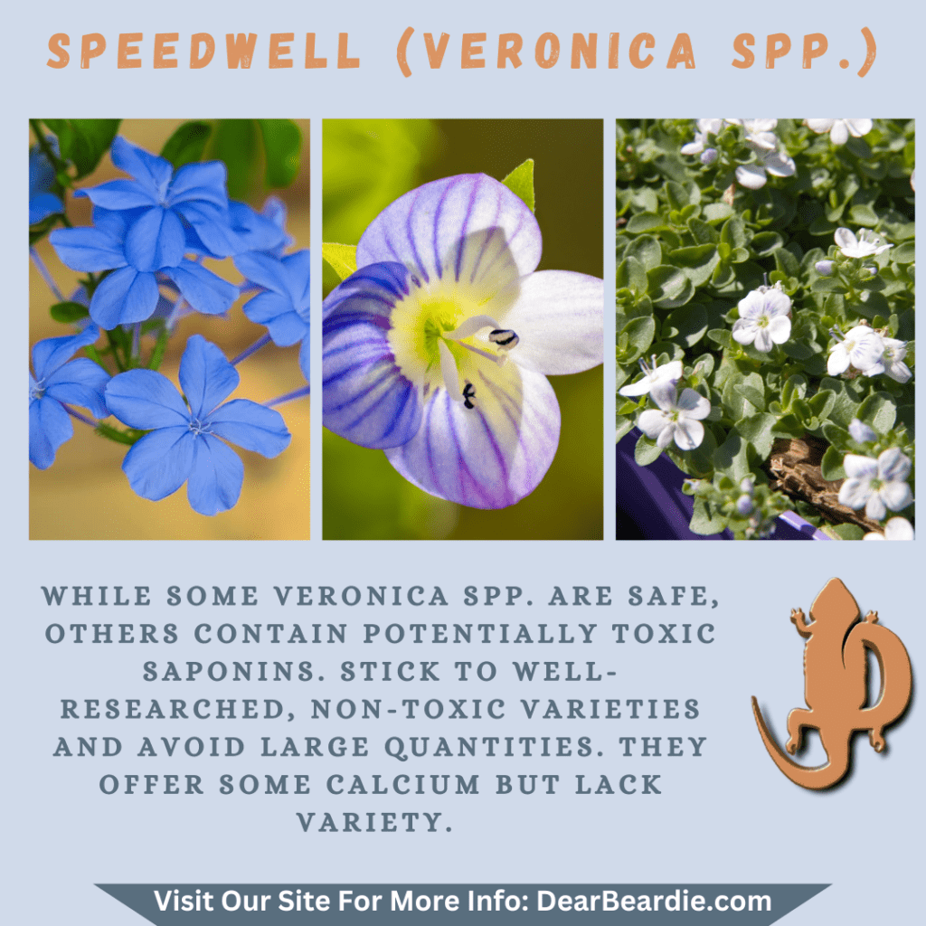 Speedwell is edible flowers for bearded dragons, Veronica spp is not only safe flowers for bearded dragons but also looks apppealing, with this flowers safe for bearded dragons you'll not go wron