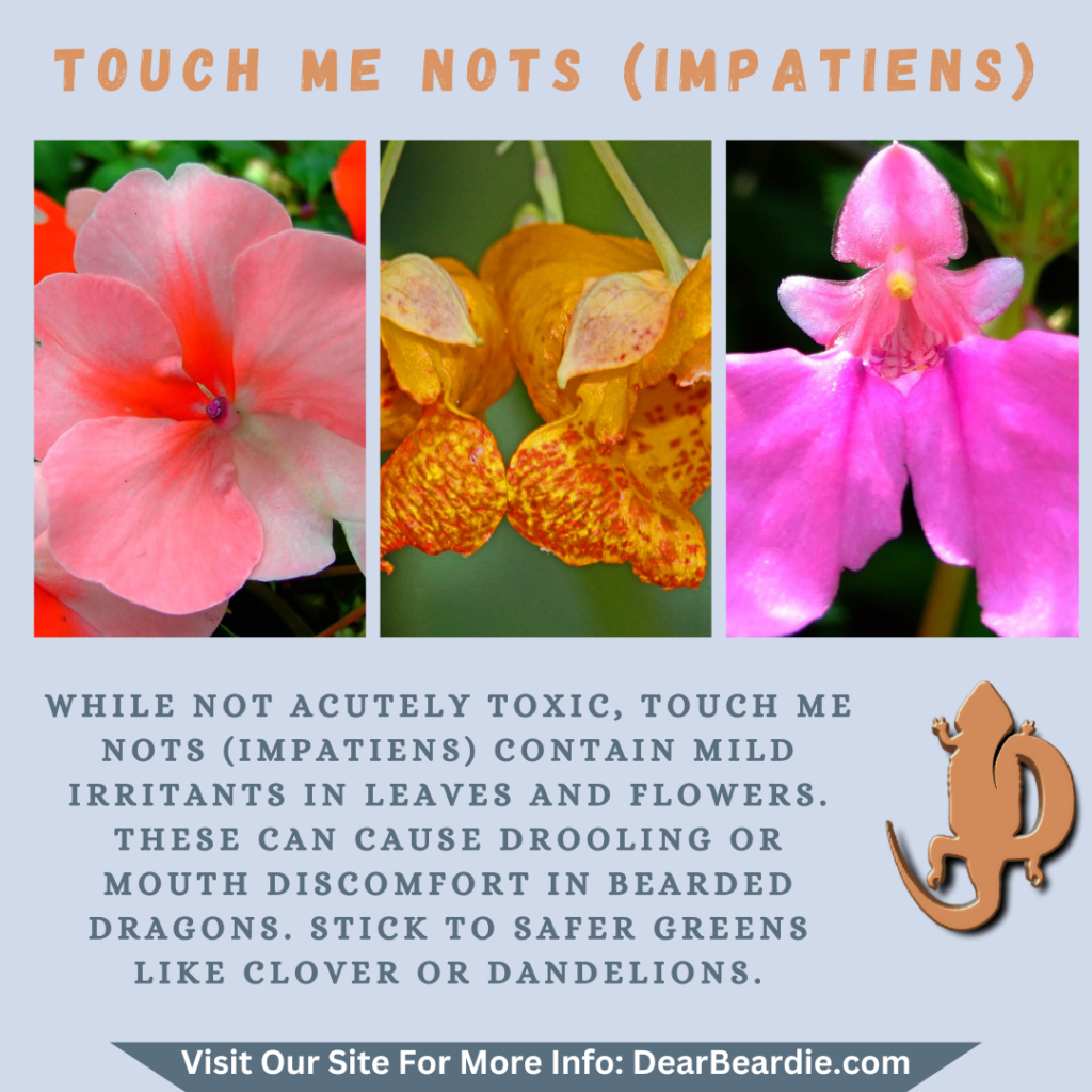 Touch Me Nots is edible flowers for bearded dragons, Impatiens is not only safe flowers for bearded dragons but also looks apppealing, with this flowers safe for bearded dragons