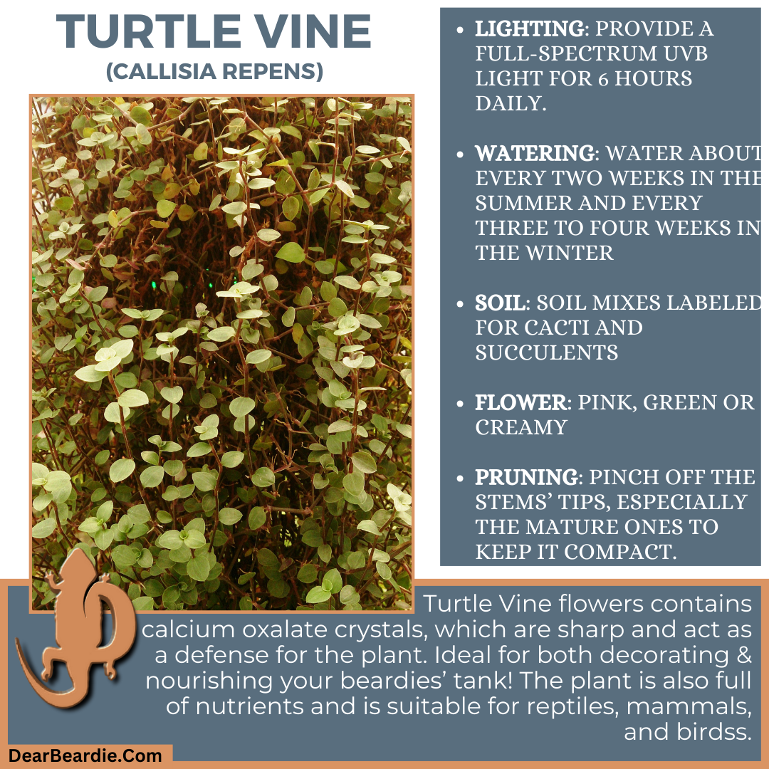 Turtle Vine for bearded dragon flowers edible flowers for bearded dragons include Callisia Repens flowers safe for bearded dragons, safe flowers for Bearded Dragons, what flowers are safe for bearded dragons to eat