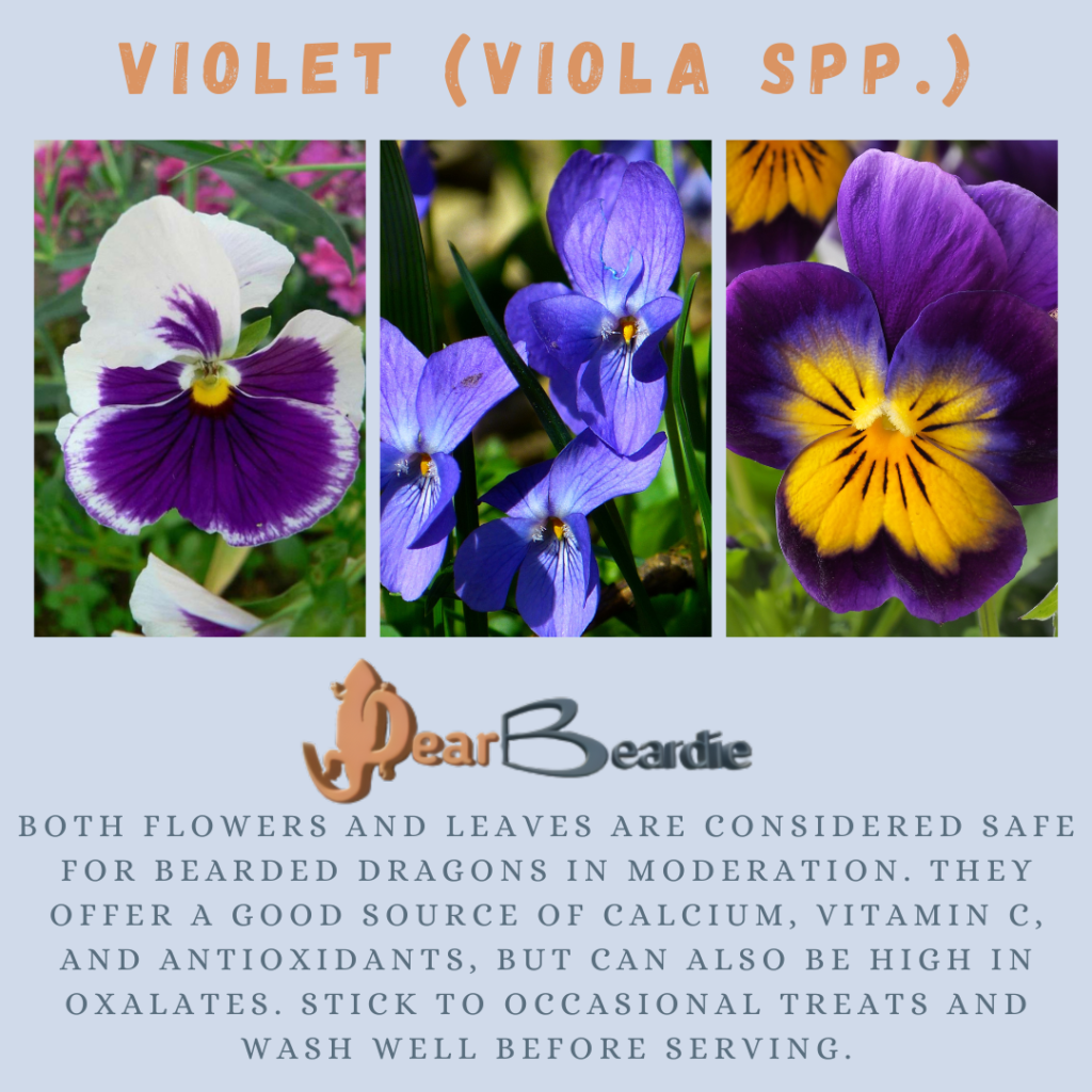 Violet is edible flowers for bearded dragons, Viola spp is not only safe flowers for bearded dragons but also looks apppealing, with this flowers safe for bearded dragons you'll not go wrong